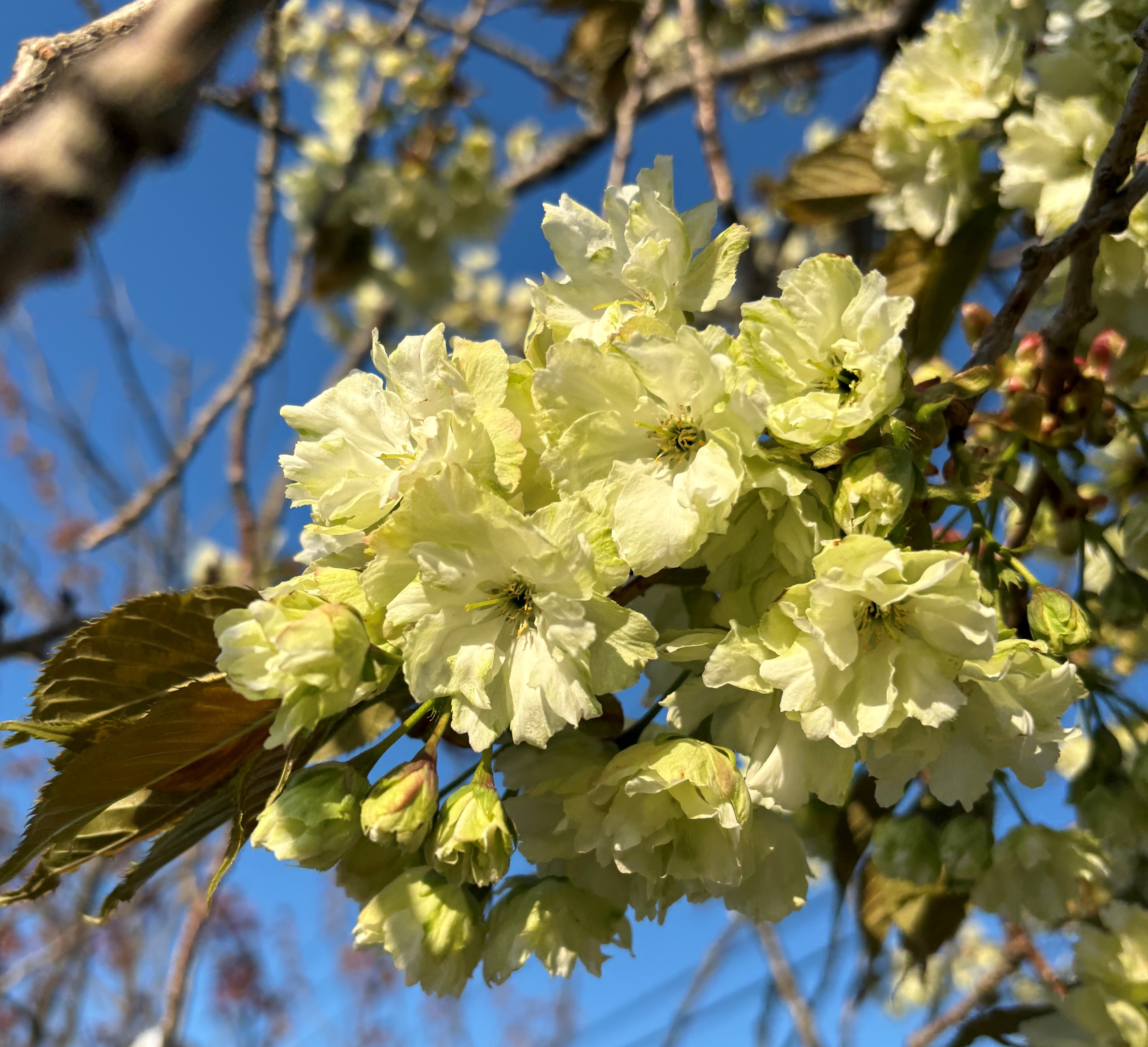 🌸御衣黃桜・八重桜🌸桜満開情報 - 石狩振興局保健環境部保健行政室 🌸御衣黃桜・八重桜🌸桜満開情報 - 石狩振興局保健環境部保健行政室